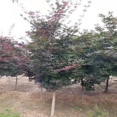 五棵松日本紅楓 優質苗木，價格合理，高清細節盡覽